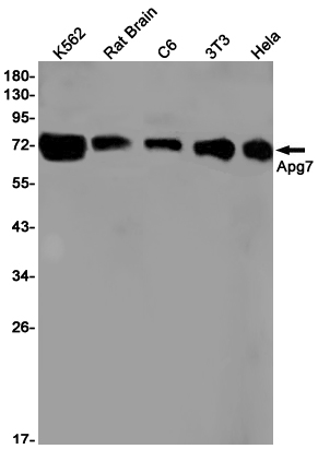 WB - ATG7 Rabbit mAb AP75091